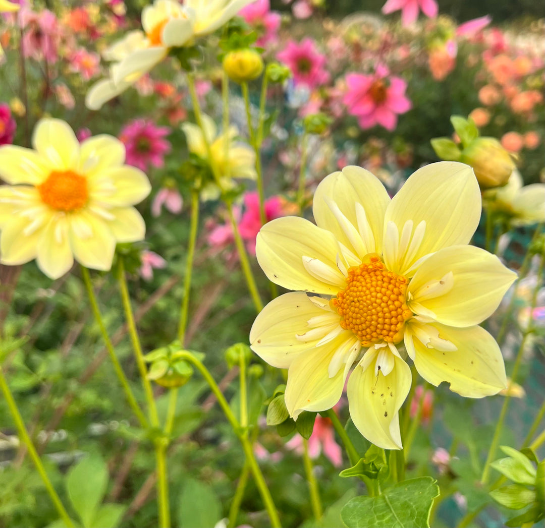 Dahlia Seeds