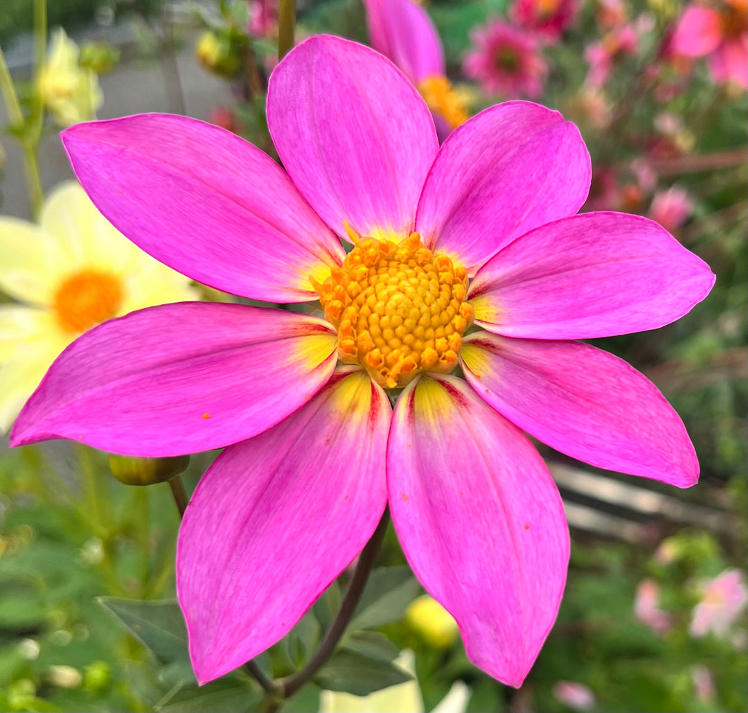 Dahlia Seeds