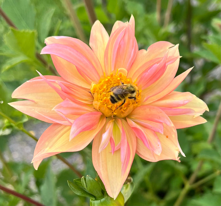 Dahlia Seeds