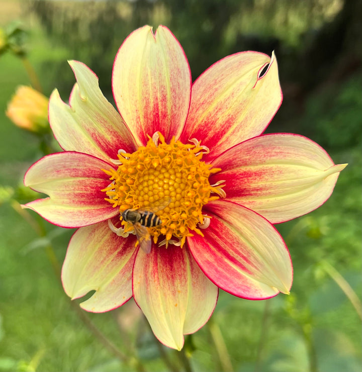 Dahlia Seeds