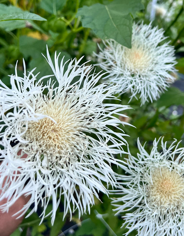 Basket Flower Seeds