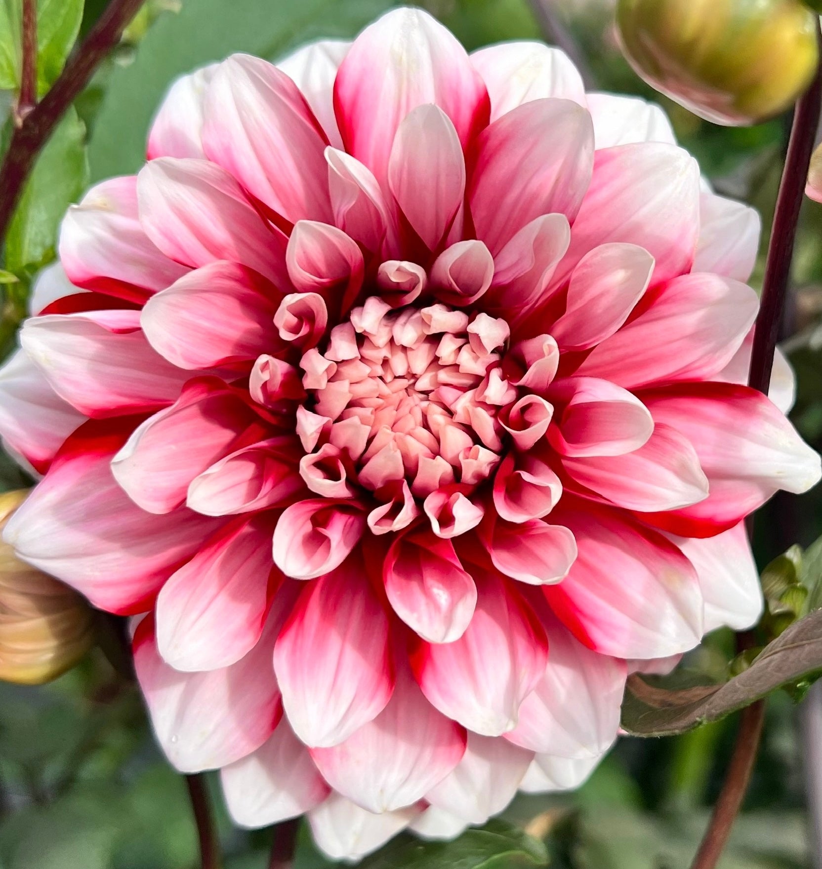 AC HWY 61 – Dubuque Dahlias