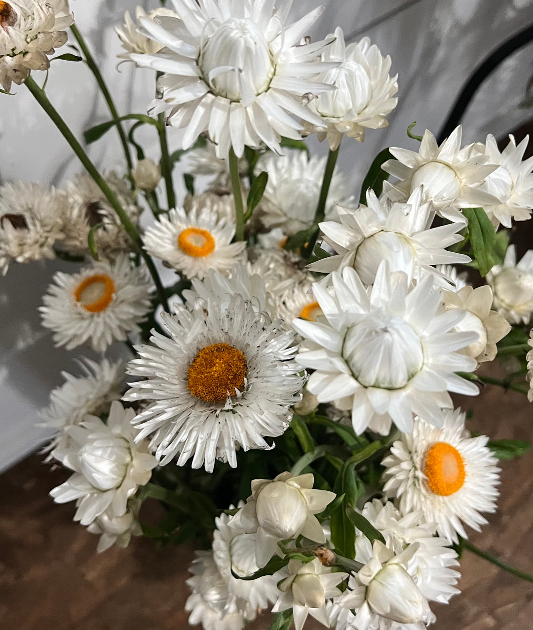 Strawflower Seeds