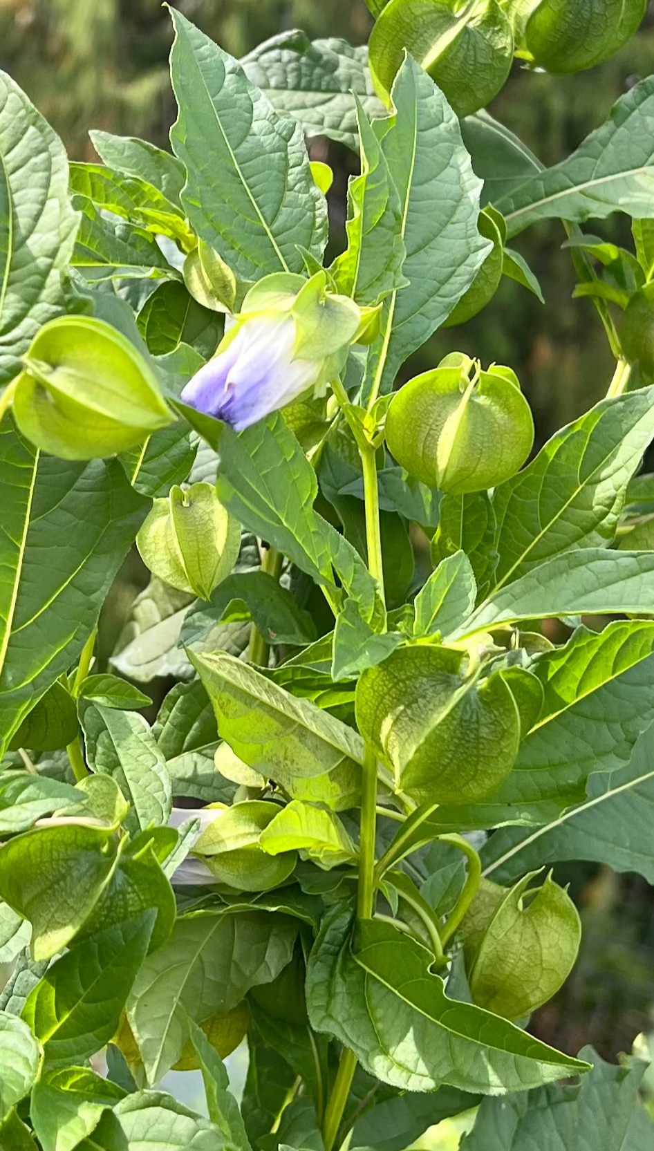 Apple of Peru Seeds