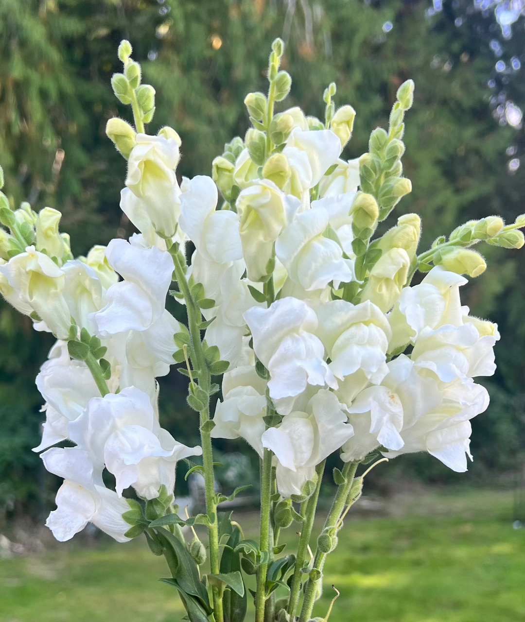 Snapdragon Seeds- White