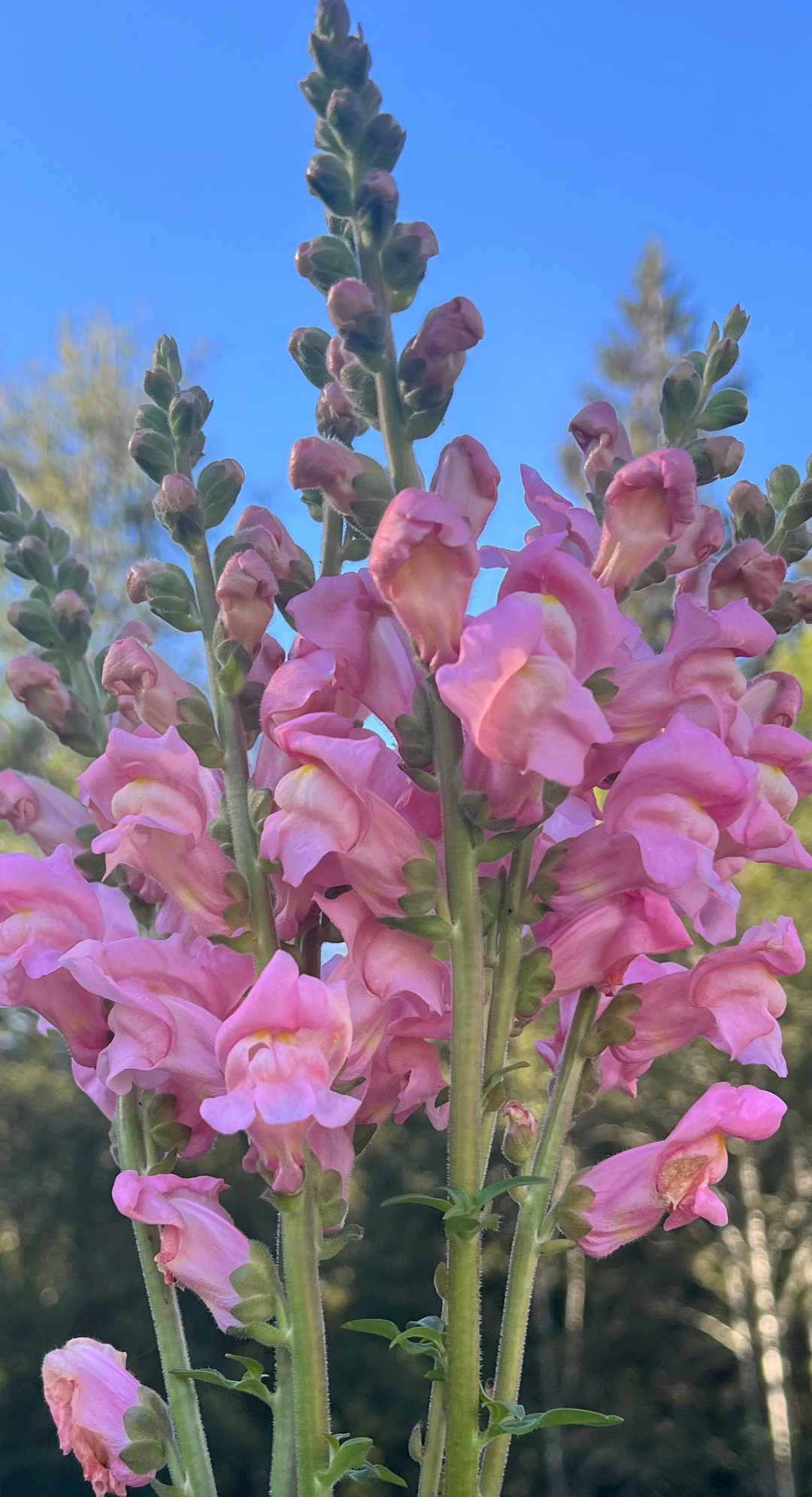 Snapdragon Seeds- Pink