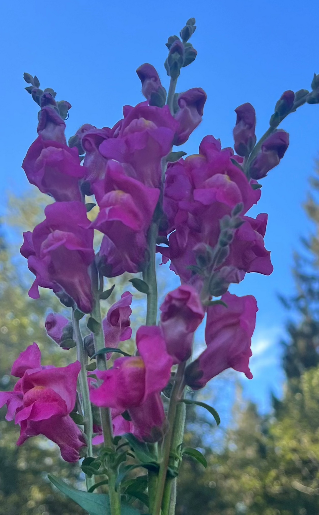 Snapdragon Seeds- Deep Rose