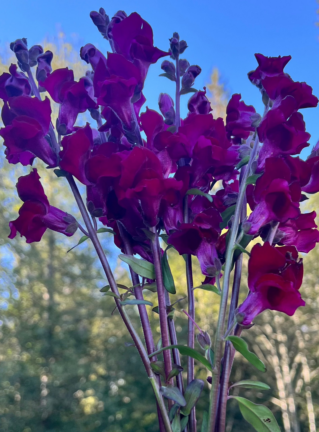 Snapdragon Seeds- Velvet