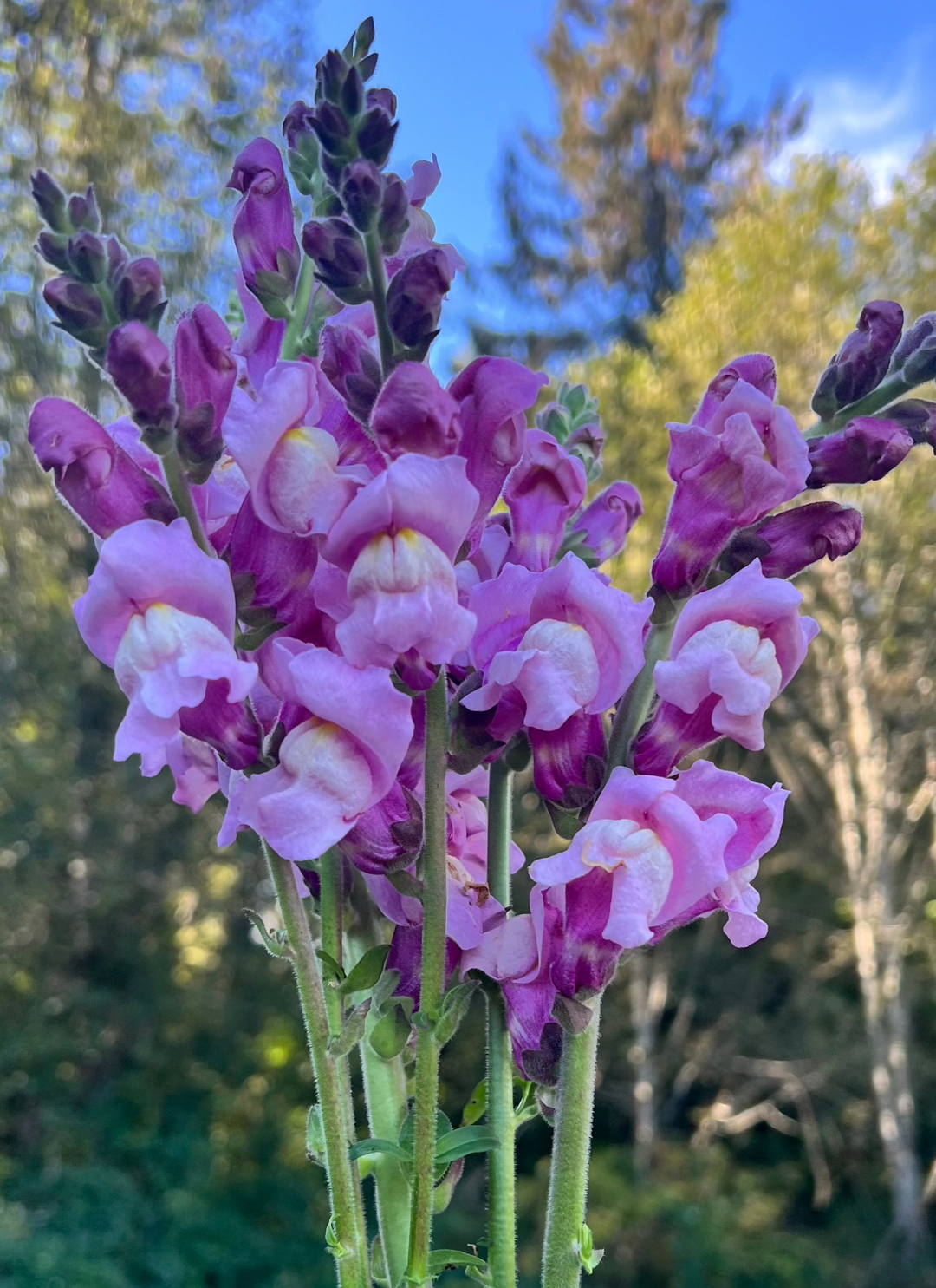 Snapdragon Seeds- Lavender