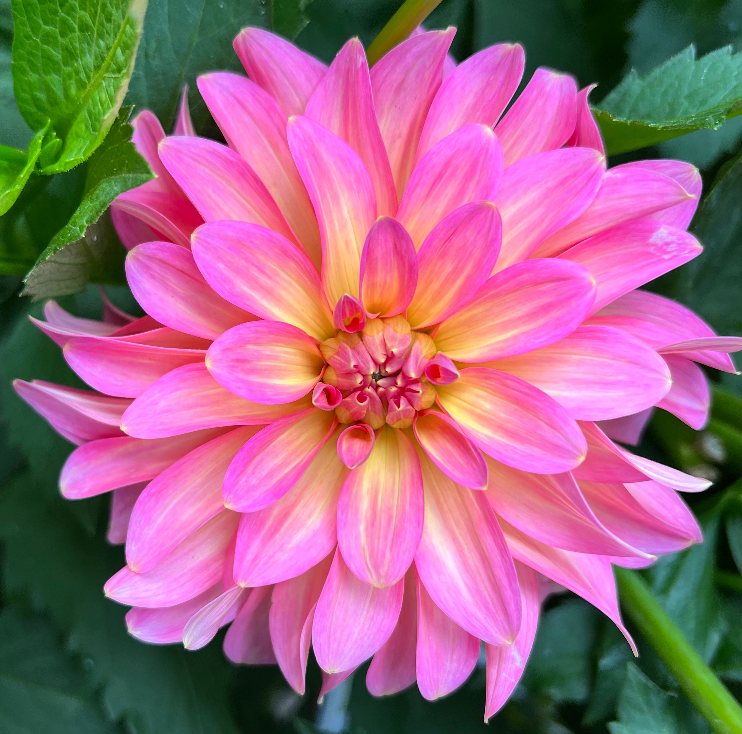 Excentric – Dubuque Dahlias