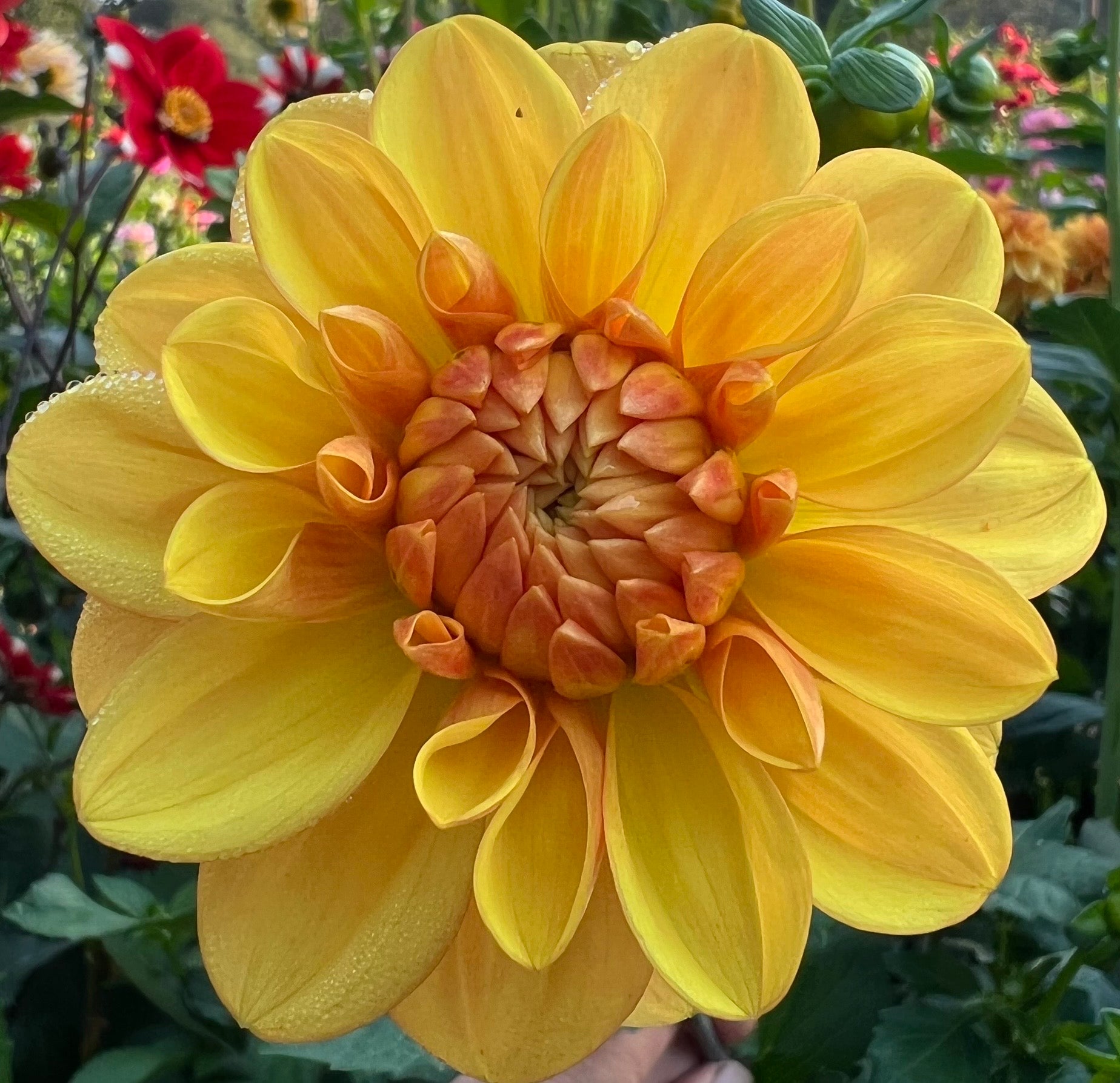 Ginger Snap – Dubuque Dahlias