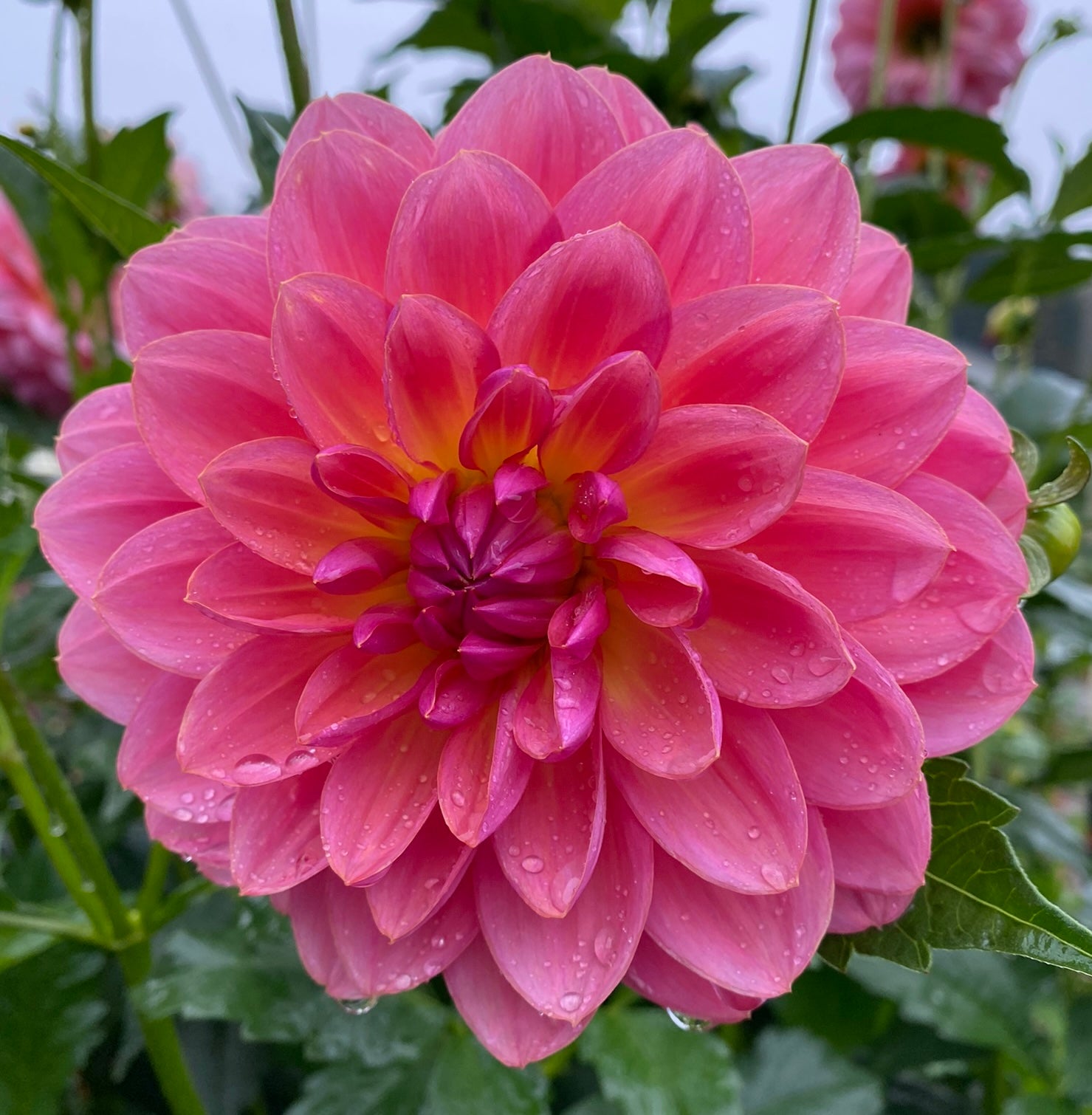 Wildwood Marie – Dubuque Dahlias