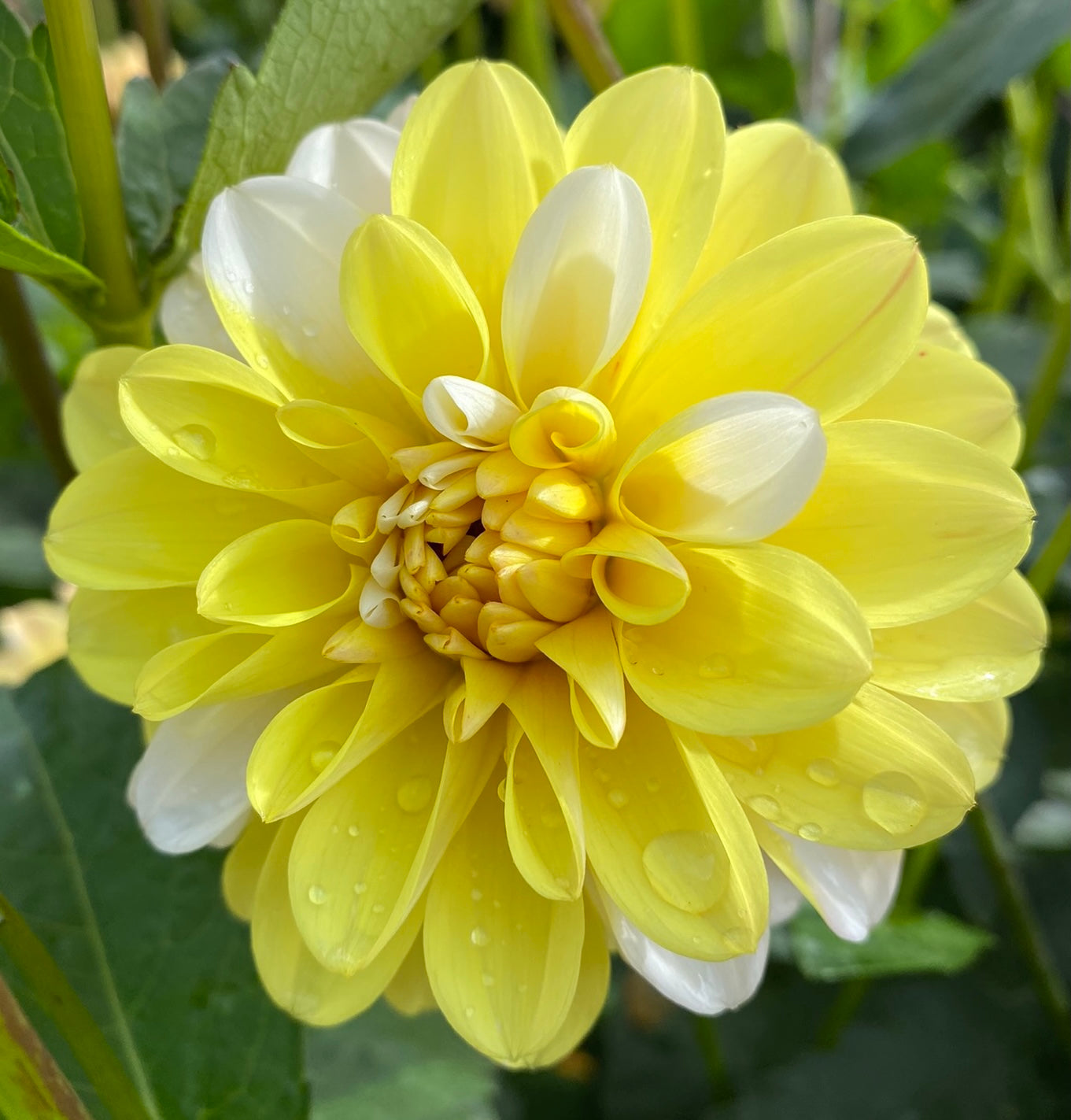 Double Jill – Dubuque Dahlias