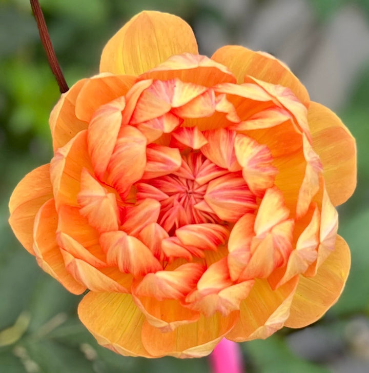 Hollyhill Honeygold