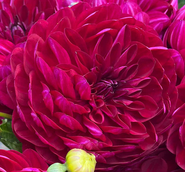 Sandia Bertha