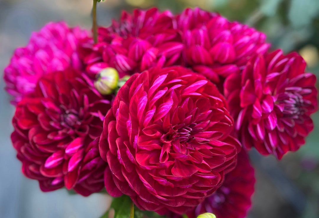 Sandia Bertha