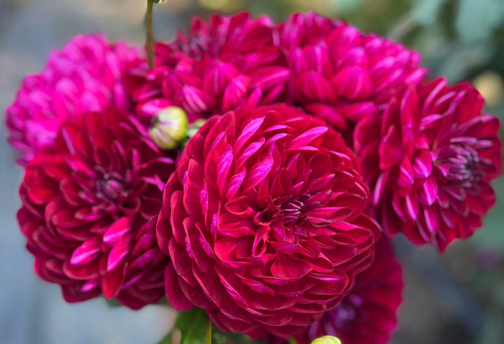 Sandia Bertha