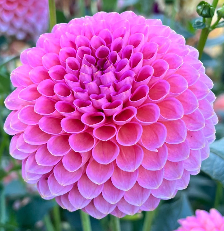 Westerton Pearl