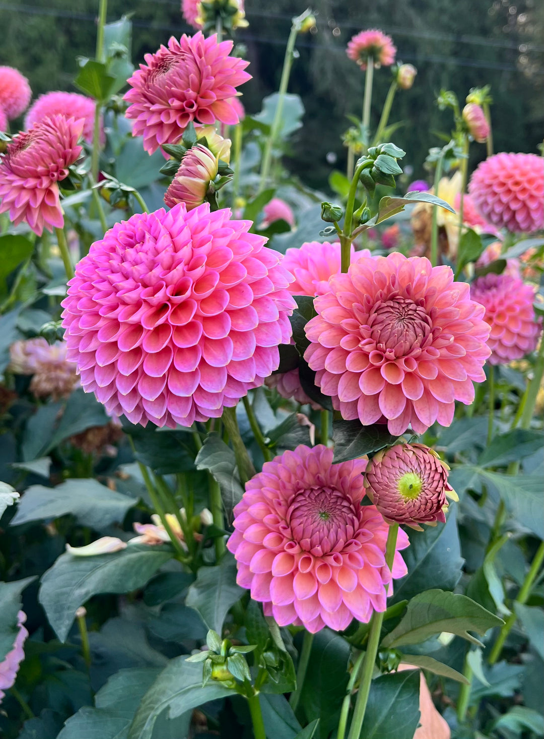 Westerton Pearl