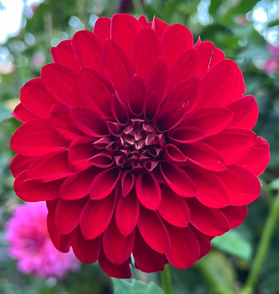 River's Cherry Bomb