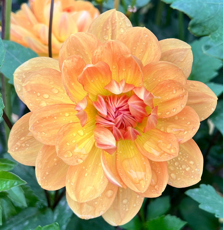 Hollyhill Honeygold