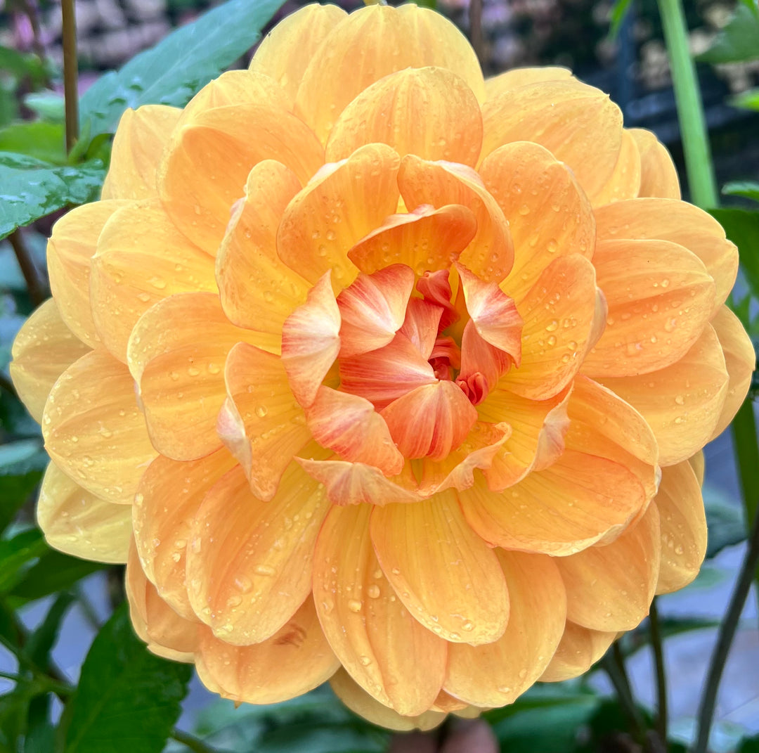 Hollyhill Honeygold