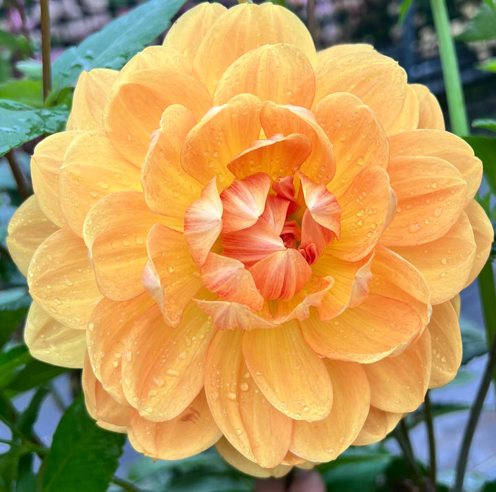 Hollyhill Honeygold