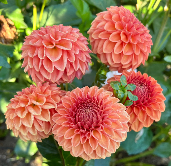 Ferncliff Apricot