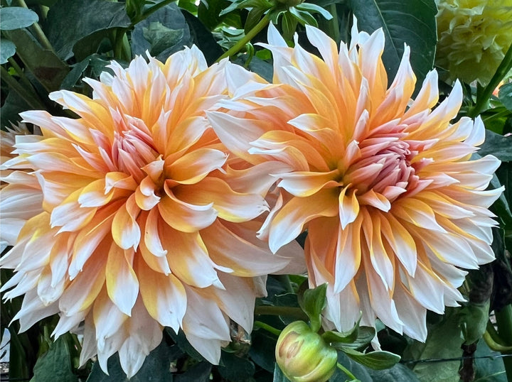 Orange Breeze