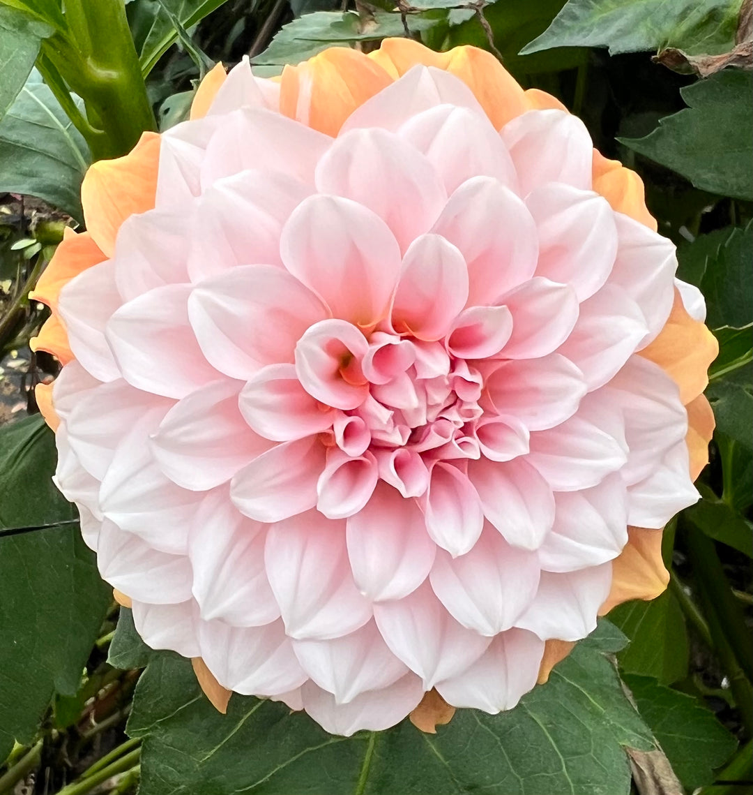 Miami Pink