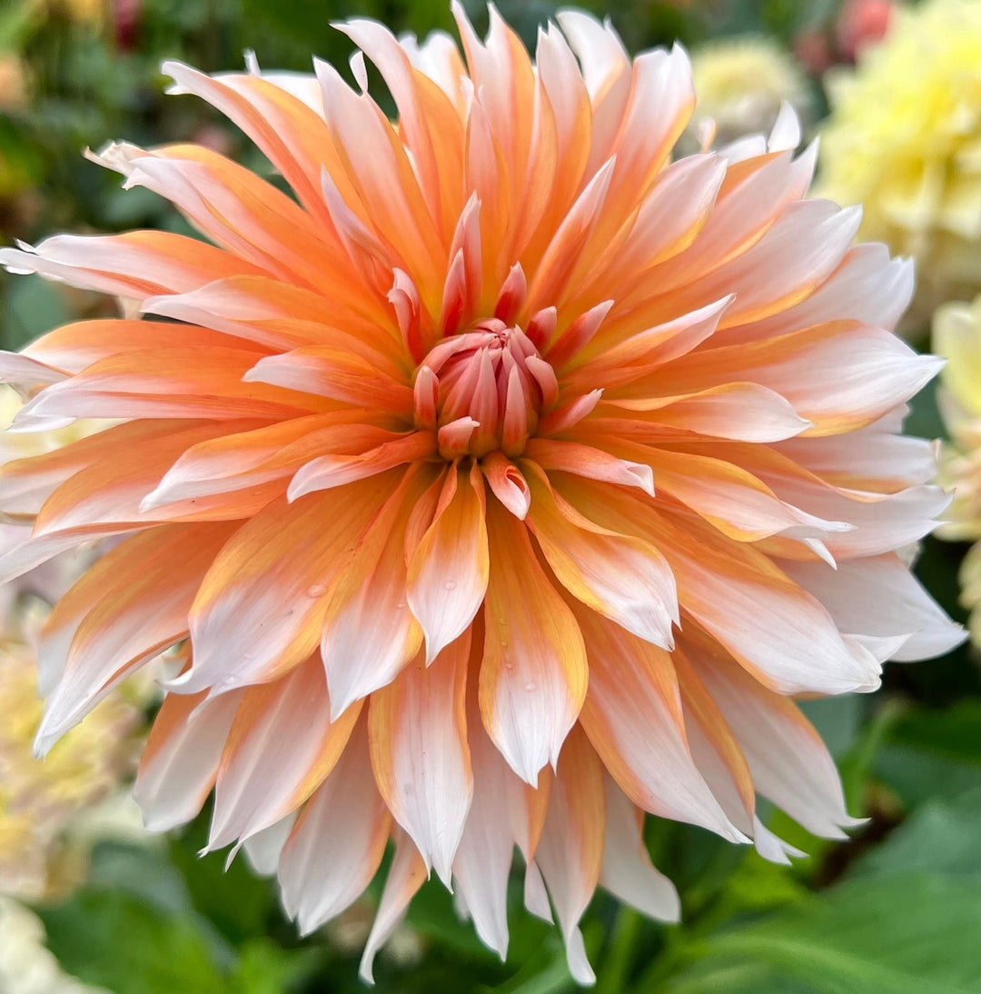 Orange Breeze