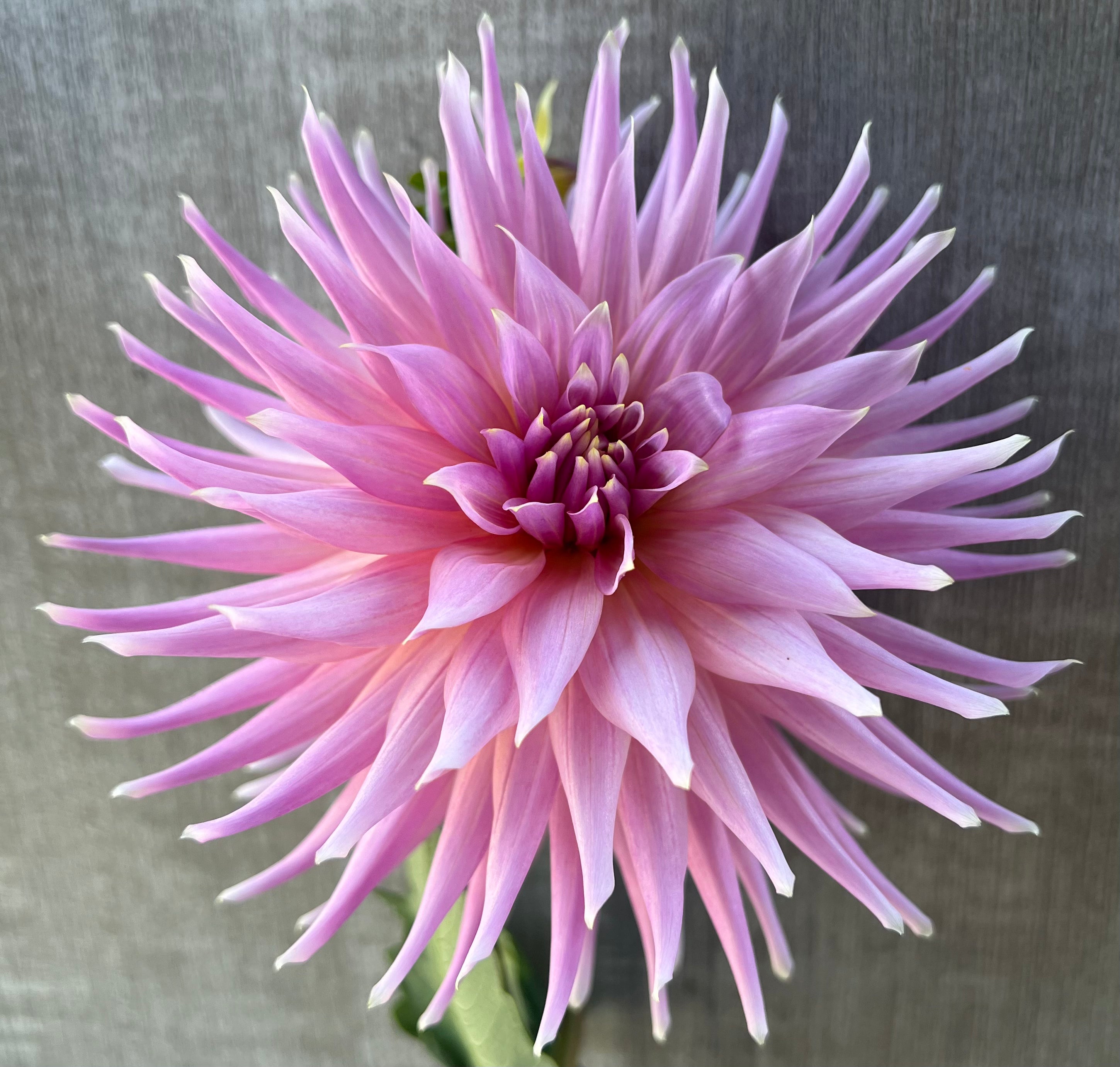 wyn-s-mauve-mist-dubuque-dahlias