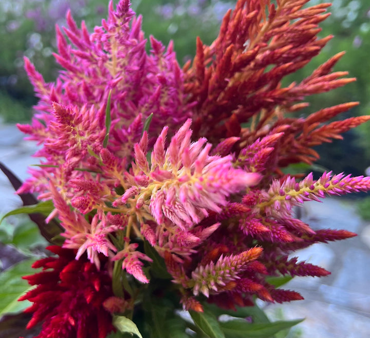 Celosia Seeds