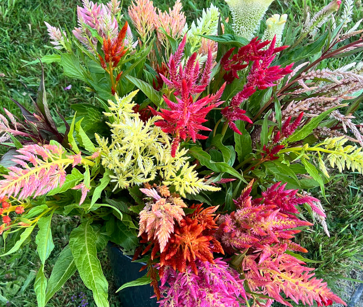 Celosia Seeds